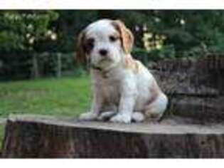 Cavalier King Charles Spaniel Puppy for sale in Kite, GA, USA