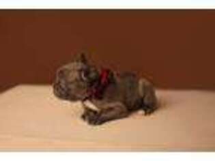 French Bulldog Puppy for sale in Duson, LA, USA