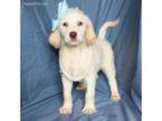 Labradoodle Puppy for sale in Porter, OK, USA
