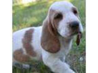 Basset Hound Puppy for sale in Sidney, NE, USA
