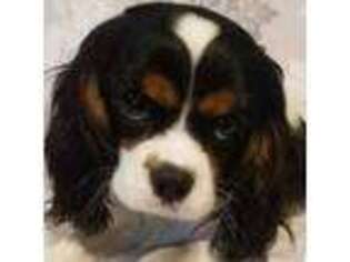 Cavalier King Charles Spaniel Puppy for sale in Ona, WV, USA