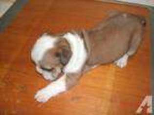 Bulldog Puppy for sale in LONDON, KY, USA