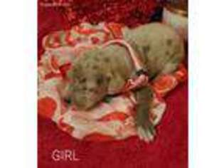 Great Dane Puppy for sale in Key Largo, FL, USA