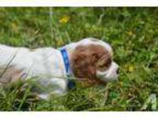 Cavalier King Charles Spaniel Puppy for sale in MOUNT JULIET, TN, USA