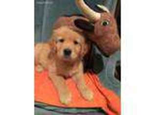 Golden Retriever Puppy for sale in Lexington, KY, USA