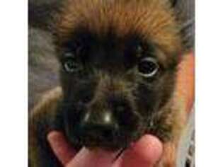 Belgian Malinois Puppy for sale in Heflin, AL, USA