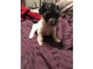 Yorkshire Terrier Puppy for sale in Raphine, VA, USA