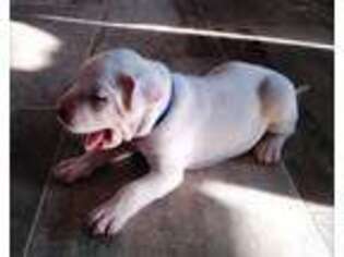 Dogo Argentino Puppy for sale in Nocona, TX, USA