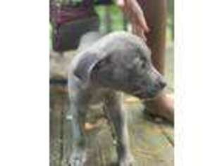 Cane Corso Puppy for sale in Snellville, GA, USA