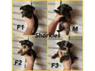 Shorkie Tzu Puppy for sale in Lancaster, KY, USA