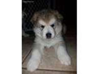 Alaskan Malamute Puppy for sale in South Beloit, IL, USA