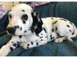 Dalmatian Puppy for sale in Monroe Township, NJ, USA