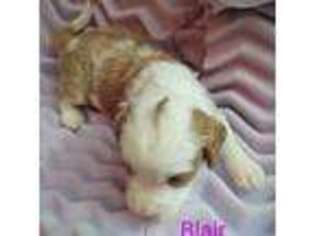 Mutt Puppy for sale in Alto, TX, USA