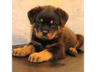 Rottweiler Puppy for sale in Wesley, IA, USA