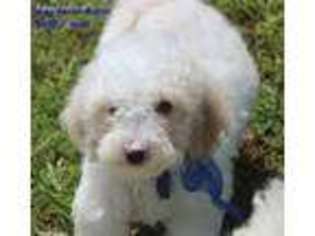 Labradoodle Puppy for sale in Hurt, VA, USA