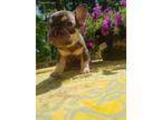 French Bulldog Puppy for sale in Hallowell, ME, USA