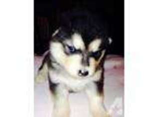Alaskan Malamute Puppy for sale in RENO, NV, USA