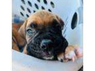 Boxer Puppy for sale in Marshall, MN, USA
