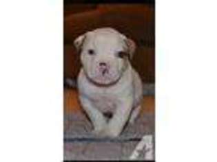American Bulldog Puppy for sale in SUISUN CITY, CA, USA