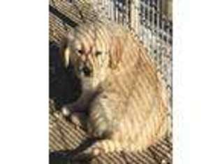 Golden Retriever Puppy for sale in Fortuna, MO, USA