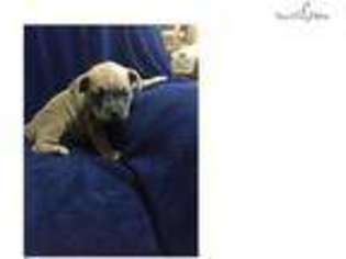 Bulldog Puppy for sale in Sheboygan, WI, USA