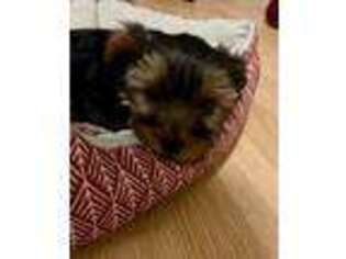 Yorkshire Terrier Puppy for sale in Coventry, RI, USA