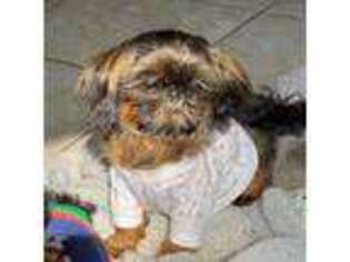 Mutt Puppy for sale in Hemingway, SC, USA