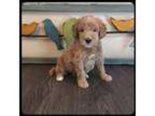 Goldendoodle Puppy for sale in Camden, NC, USA