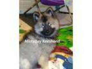 Keeshond Puppy for sale in Atlanta, GA, USA