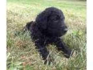 Goldendoodle Puppy for sale in Vallonia, IN, USA