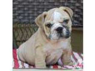 Bulldog Puppy for sale in CLEBURNE, TX, USA