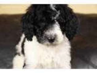 Goldendoodle Puppy for sale in Hooper, UT, USA
