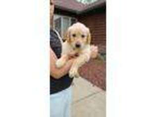 Golden Retriever Puppy for sale in Lore City, OH, USA
