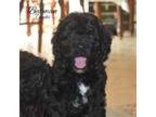 Cock-A-Poo Puppy for sale in Myerstown, PA, USA