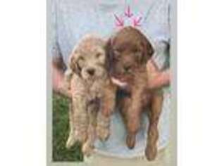 Goldendoodle Puppy for sale in Fort Lauderdale, FL, USA