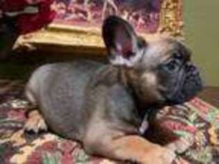 French Bulldog Puppy for sale in Denison, TX, USA