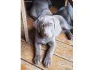 Labrador Retriever Puppy for sale in Piedmont, AL, USA