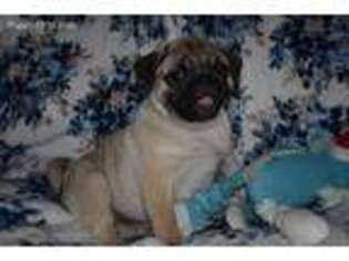 Pug Puppy for sale in Eagle Point, OR, USA