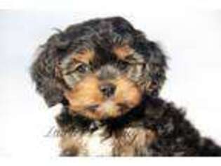 Cavapoo Puppy for sale in Muskogee, OK, USA