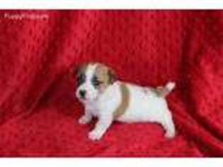 Jack Russell Terrier Puppy for sale in Mountain Home, AR, USA