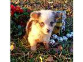 Pembroke Welsh Corgi Puppy for sale in Clarksville, TX, USA