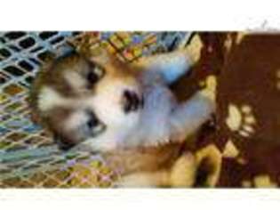 Alaskan Malamute Puppy for sale in Cedar Rapids, IA, USA