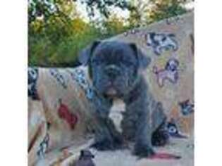 French Bulldog Puppy for sale in Hunnewell, MO, USA
