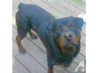 Rottweiler Puppy for sale in BATTLE CREEK, MI, USA