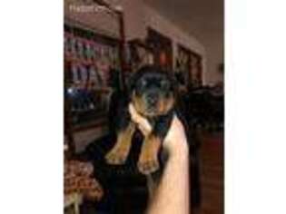 Rottweiler Puppy for sale in Portland, OR, USA