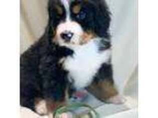 Bernese Mountain Dog Puppy for sale in Michigan City, IN, USA
