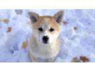 Akita Puppy for sale in Lehi, UT, USA