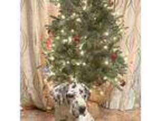 Great Dane Puppy for sale in Superior, NE, USA