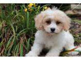 Cavachon Puppy for sale in Columbus, OH, USA