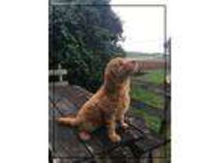 Labradoodle Puppy for sale in East Earl, PA, USA